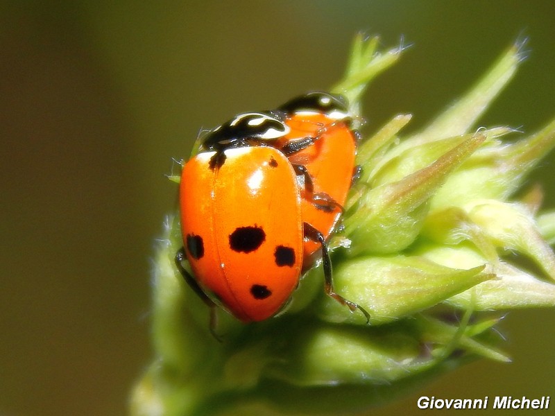 Coccinella septempunctata e Hippodamia variegata